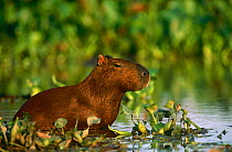 Capybara feeding in wetlands {Hydrochoerus hydrochaeris} Pantanal, Brazil