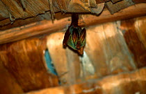 Yellow-winged bat roosting {Lavia frons} Serngeti NP, Tanzania, Africa