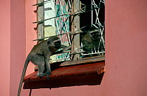 Vervet monkey (Chlorocebus / Cercopithecus aethiops) juvenile raiding kitchen, Durban, South Africa
