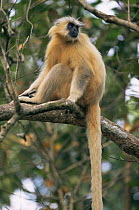 Golden langur {Presbytis geei} sitting in tree, Assam, North East India