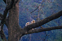 Golden langur {Presbytis geei} family group playing in tree tops, Assam, North East India