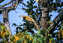 Golden langur leaping from tree {Presbytis geei} Assam, India