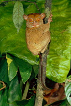 Sunda tarsier {Tarsius bancanus} Sabah, Borneo,