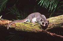 Fat tailed dwarf lemur {Cheirogaleus medius} captive, Duke Primate Centre, native to Madagascar