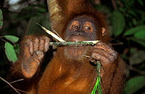 Orang utan holding twig and feeding {Pongo pygmaeus abelii} Gunung Leuser NP, Sumatra