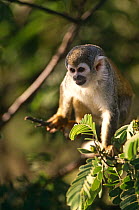 Common squirrel monkey {Saimiri sciureus} captive, Ecuador