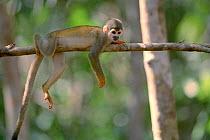 Common squirrel monkey {Saimiri sciureus} Manaus, Brazil.