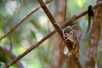Common squirrel monkey {Saimiri sciureus} Manaus, Brazil