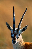 Thomson's gazelle {Gazella thomsoni} male portrait, Serengeti NP, Tanzania