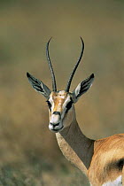 Female Grant's gazelle {Gazella granti} Serengeti NP, Tanzania, East Africa