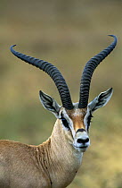 Grant's gazelle male {Gazella granti} Serengeti NP, Tanzania