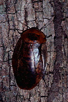 Giant cockroach {Blaberus giganteus} Costa Rica Guanacaste