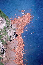 Aerial view of colony of Male Walrus {Obobenus rosmarus} at haul out on Round Island, Alaska, USA, 1988