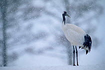 Japanese crane in snow {Grus japonensis} Hokkaido, Japan Feb/March