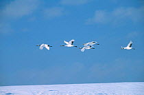 Japanese cranes flying {Grus japonensis} Hokkaido, Japan, winter