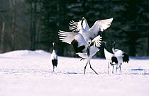 Japanese crane courtship display {Grus japonensis} Hokkaido, Japan, annual mating season between February / March.  Cranes are generally monogamous, mating with same partner for life - these dancing r...