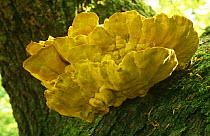 Chickenin the Woods fungus {Laetiporus sulphureus} on oak,  New Forest, Hampshire, UK