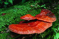 Shelf fungus on rotting wood {Ganoderma tsugae}  Rickett's Glen SP, Pennsylvania, USA