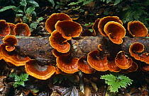 Cup fungi on rotting wood, Sumatra Indonesia