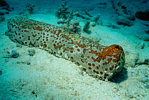 Leopard sea cucumber {Bohadschia argus} Great Barrier Reef, Australia