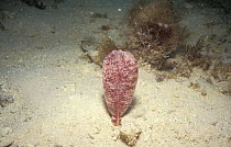 Sea pen on sea floor {Sarcoptilus genus} Bahrain Arabian Gulf