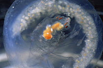 {Phronima sedentaria} parasitoid amphiphod living in Salps, Mediterranean