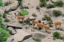 Vicuna group {Lama vicugna} on hillside, Lauca National Park, Chile, South America