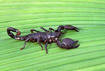 Giant african scorpion {Pandinus imperator} captive