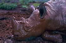 Orphan Black rhinoceros wallowing in mud {Diceros bicornis} David Sheldrick Wildlife Trust, Nairobi NP, Kenya