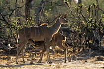 Greater kudu {Tragelaphus strepsiceros} female suckling young, Okavango Delta, Botswana