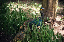Green peafowl in vegetation {Pavo muticus} Phou Phanang Sanctuary Laos, Thailand.
