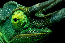 Close up of Jackson's chameleon face {Chamaeleo jacksonii} Kenya