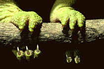 Close up of Jackson's chameleon feet {Chamaeleo jacksonii} Embu, Kenya