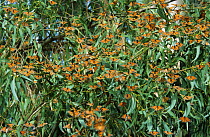 Monarch butterflies at rest {Danaus plexippus} part of annual mass migration, Pismo State Park, San Luis, California, USA