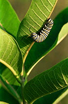 Monarch butterfly caterpillar on milkweed {Danaus plexippus} Wisconsin USA.