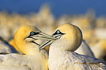 Cape gannets preening, courtship behaviour {Morus capensis} Lamberts Bay South Africa