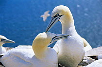 Northern gannets mating behaviour, preening and grooming {Morus bassanus} Bass Rock Scotland