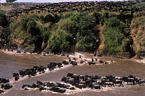 Herd of Wildebeest {Connochaetes taurinus} jumping into and crossing Mara River on migration, Masai Mara GR, Kenya