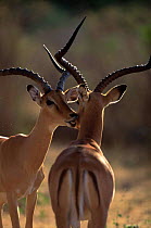 Impala males {Aepyceros melampus} greeting Masai Mara, Kenya, East-Africa