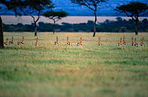 Thompsons gazelles - bachelor male group in savanna Masai Mara, Kenya {Gazella thomsoni}