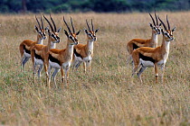 Thompsons gazelle {Gazella thomsoni} - bachelor male group, Masai Mara, Kenya
