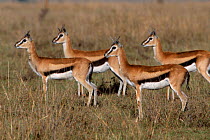 Thompsons gazelles - females Masai Mara, Kenya {Gazella thomsoni}