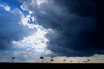 Rainstorm approaching on Masai Mara, Kenya - Clouds, dramatic sky, rain storm, trees