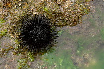 Black sea urchin {Arabacia lixula} at low tide, Spain, Mediterranean