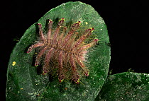 Monkey-slug caterpillar {Phobetron sp} mimics tarantula spider. Rainforest, Madre de Dios, Peru