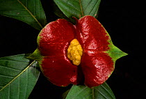 Hot lips plant flower {Psychotria poeppigiana} rainforest Madre de Dios, Peru, South America