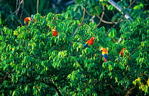Scarlet macaws {Ara macao} feeding in rainforest canopy, Tambopata Reserve, Peru, South America