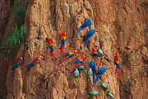 Blue and yellow macaws, Red and green macaws, Scarlet macaws and Mealy parrots gathered at clay lick, Tambopata Peru  {Ara chloroptera} {Ara macao} {Amazona farinosa}