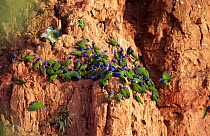 Blue headed parrots feed at cliff clay lick {Pionus menstruus} Tambopata Reserve, Peru