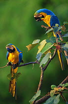 Two Blue and yellow macaws {Ara ararauna} in trees, Tambopata reserve, Peru